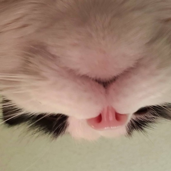 Meet your Posher, Madison - Picture 1 of 1